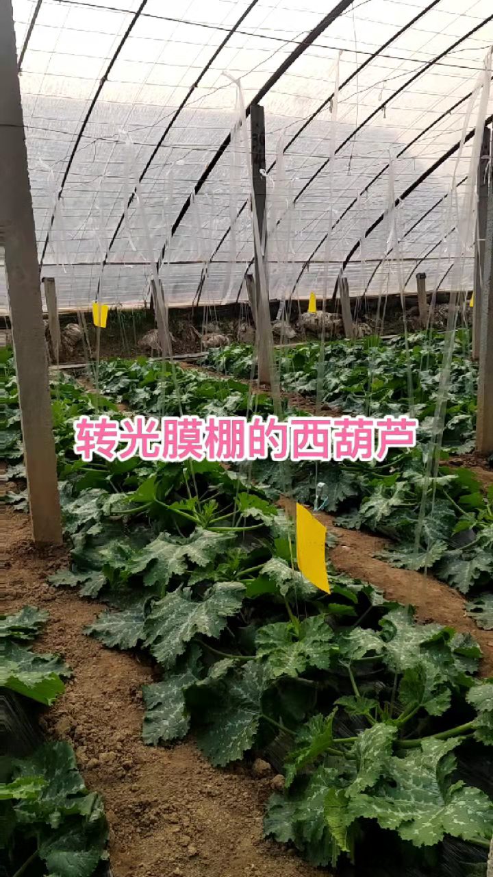 奧業白色轉光膜